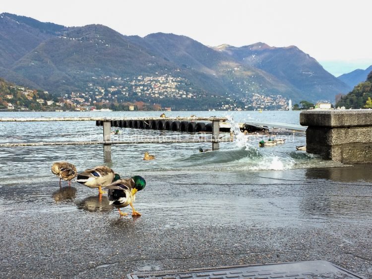 Lungolago Como: riaperta al traffico una corsia 9 lago esondato