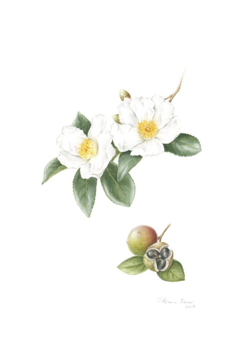 Camellia oleifera